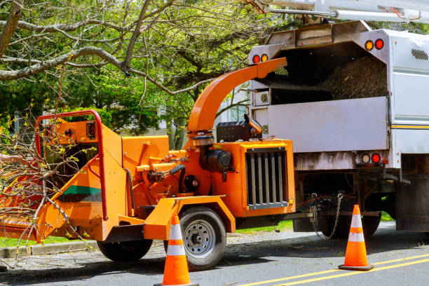 Best Tree Disease Treatment  in Vermilion, OH